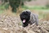 BOUVIER DES FLANDRES 185